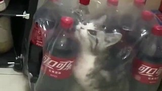 Thirsty for Cuteness? Watch This Adorable Cat Explore a Coca-Cola Box! 