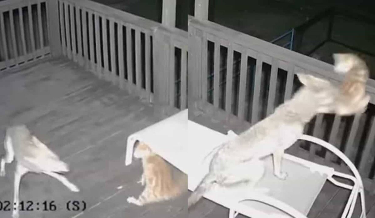Vidéo : un chat se bat contre un coyote et surv...