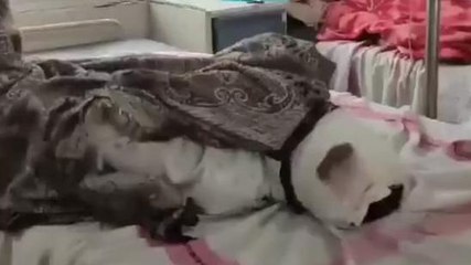 कलयुगी पुत्र की करतूत, बुजुर्ग पिता को पीट पीट किया घायल