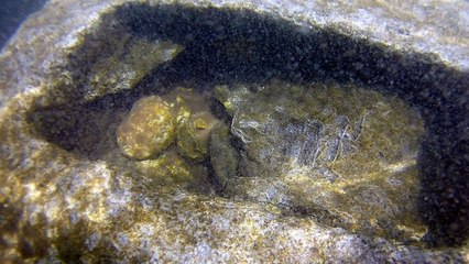Van Gölü’nde yeni keşif: Nuh tufanının olduğunu kanıtlamış olduk