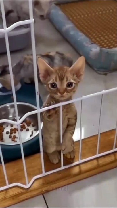Cat say I'm alone