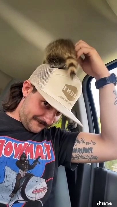 Raton laveur exubérant