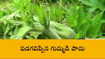 అల్లూరి జిల్లా: ఇదేం వింత.. పడగవిప్పిన గుమ్మడి పాదు