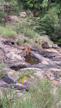 चार माह बाद आखिरकार नजर आई बाघिन टी-99 की मादा शावक
