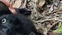 Man finds an abandoned black kitty while looking for a fishing spot