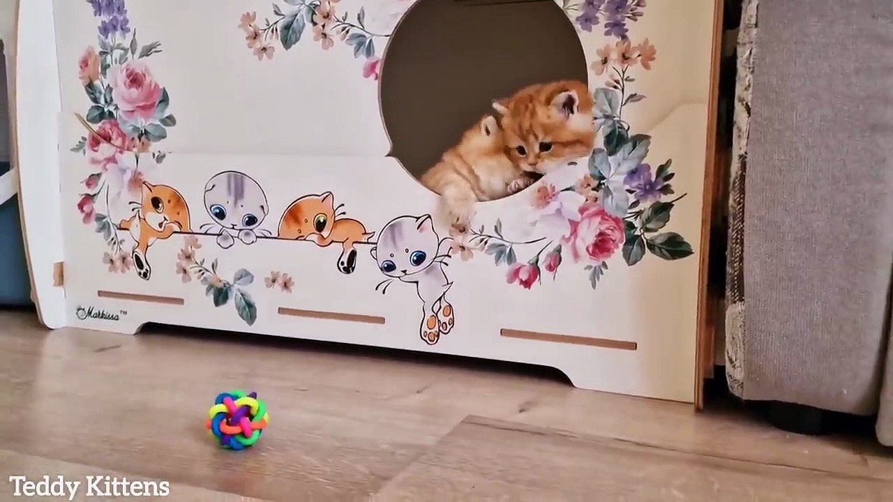 Kucing yang cantik