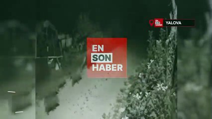 Yalova’da köy merkezine inen domuz sürüsü