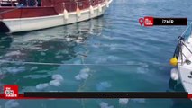 İzmir Körfezi'nde deniz anası yoğunluğu yaşanıyor