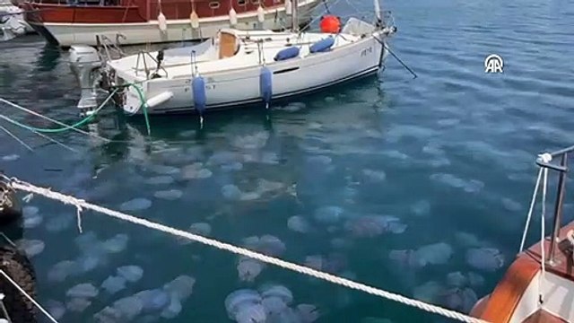 İzmir Körfezi ve Foça kıyılarındaki deniz anası yoğunluğu vatandaşları tedirgin etti: Ölü olsalar dahi dokunmayın