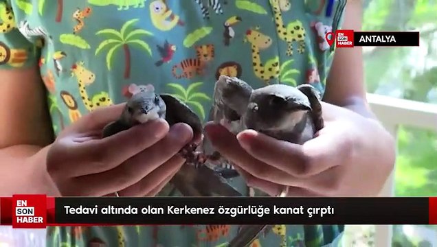 Tedavi altında olan Kerkenez özgürlüğe kanat çırptı