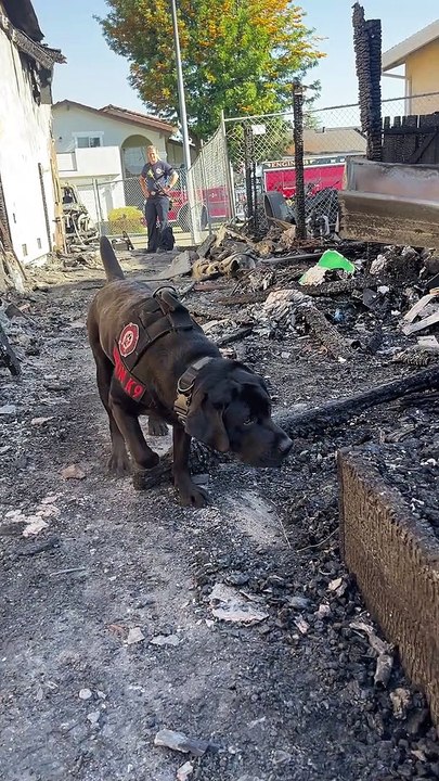 Accelerant Detection K9 Sniffs Out Gasoline