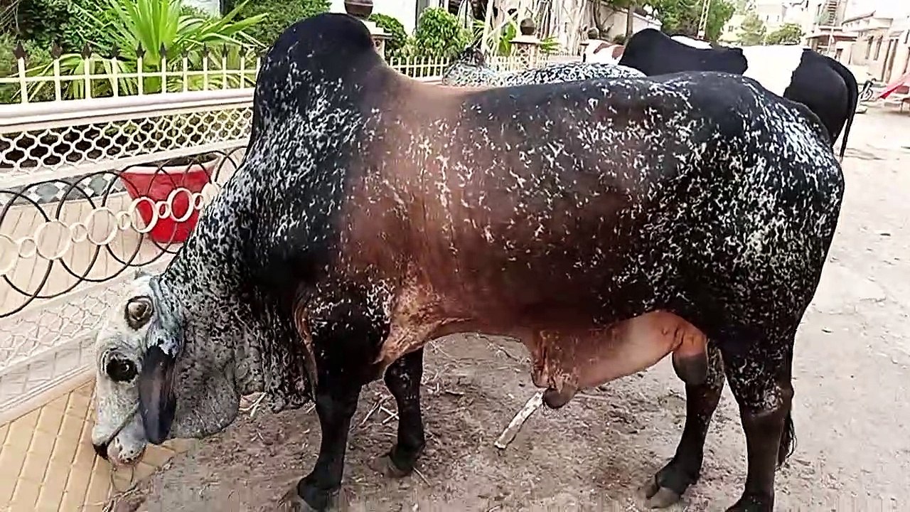 Heavy cows for Qurbani part 6
