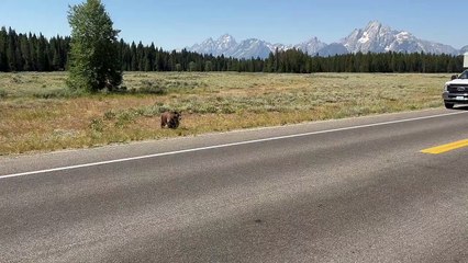 Même les grizzlis regardent des deux côtés avant de traverser la rue