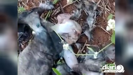 Vizinho à região de Cajazeiras, agricultor encontra animal morto e diz que pode ser lobisomem