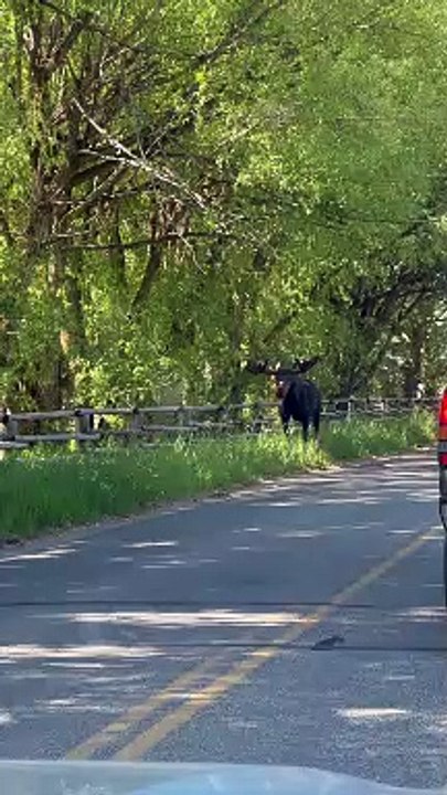 Bull Moose Walks Past Family in Vehicle