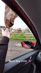 Feeding a Giraffe at a Safari Park