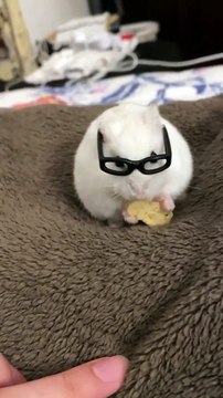 Mon hamster mange un biscotti à la banane avec des lunettes