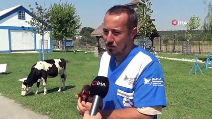 Les animaux vivent la vie de retraite à la ferme des animaux à la retraite à Bursa