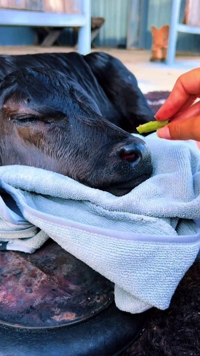 calf gets spa