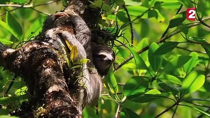 Ce paresseux donne tout pour une femelle - ZAPPING SAUVAGE