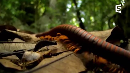Le plus petit caméléon du monde - ZAPPING SAUVAGE