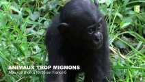 Le rire des singes - ZAPPING SAUVAGE 68