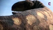 DES DINOSAURES CANNIBALES - ZAPPING SAUVAGE
