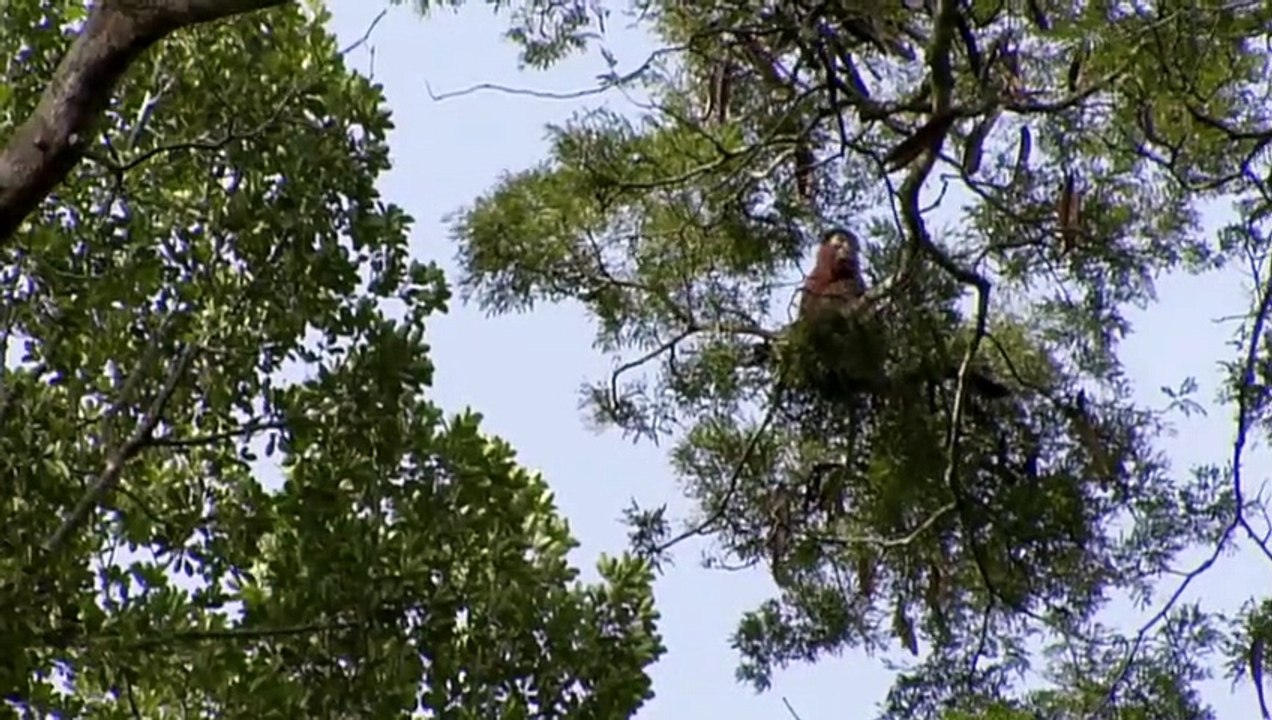 Ce chimpanzé mange des singes ! - ZAPPING SAUVAGE