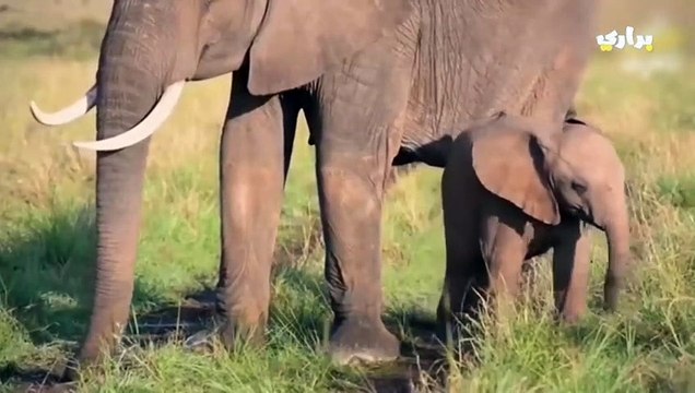 10حقائق رائعة عن الفيل ستكتشفها لأول مرة.. هكذا تلد أنثى الفيل!!