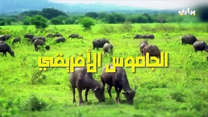 مدهش..حيوانات يمكنها قتل الاسد بكل سهوله..شيء لا يصدق!!براري