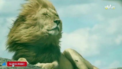 مدهش..عندما يهاجم التمساح وحيد القرن!!