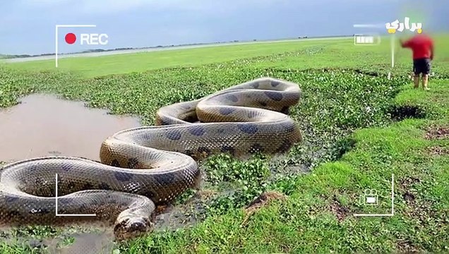 ثعلب الماء العملاق يقتل سمكة كهربائية بقوة 860 فولت