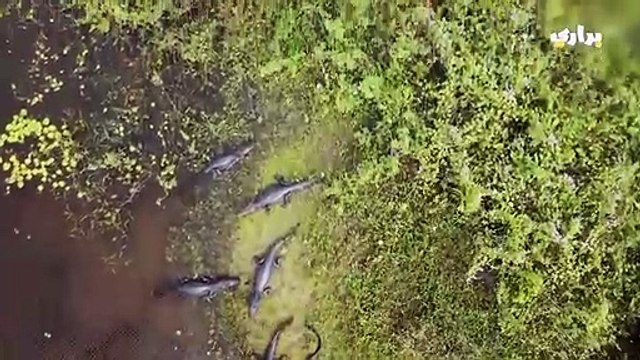 تمساح عملاق يأكل تمساحا آخر كاملا..مشهد يحبس الانفاس..براري