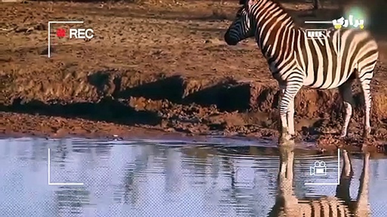 براري..مدهش..التمساح يهاجم الحصان؟