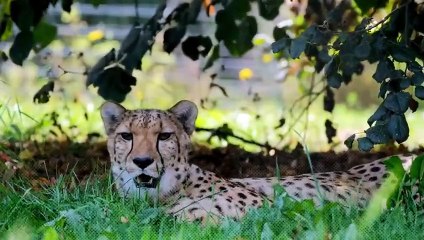 مدهش.. الفهد ضد الذئب.. من الذي يفوز بهذه المعركة؟