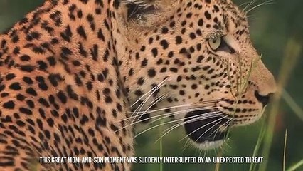 Hyenas Killed a Leopard For Revenge