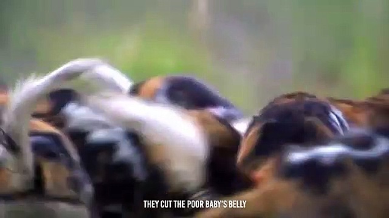 Wild Dogs Torn Apart A Baby Impala