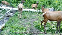 Mighty Puma Bullies A Baby Lama Before Executing It