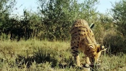 Serval Shows The Cheetah Who's The Boss !!