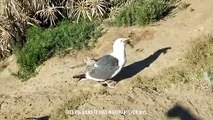 Horrifying !! Skua Bird Rips A Penguin Apart