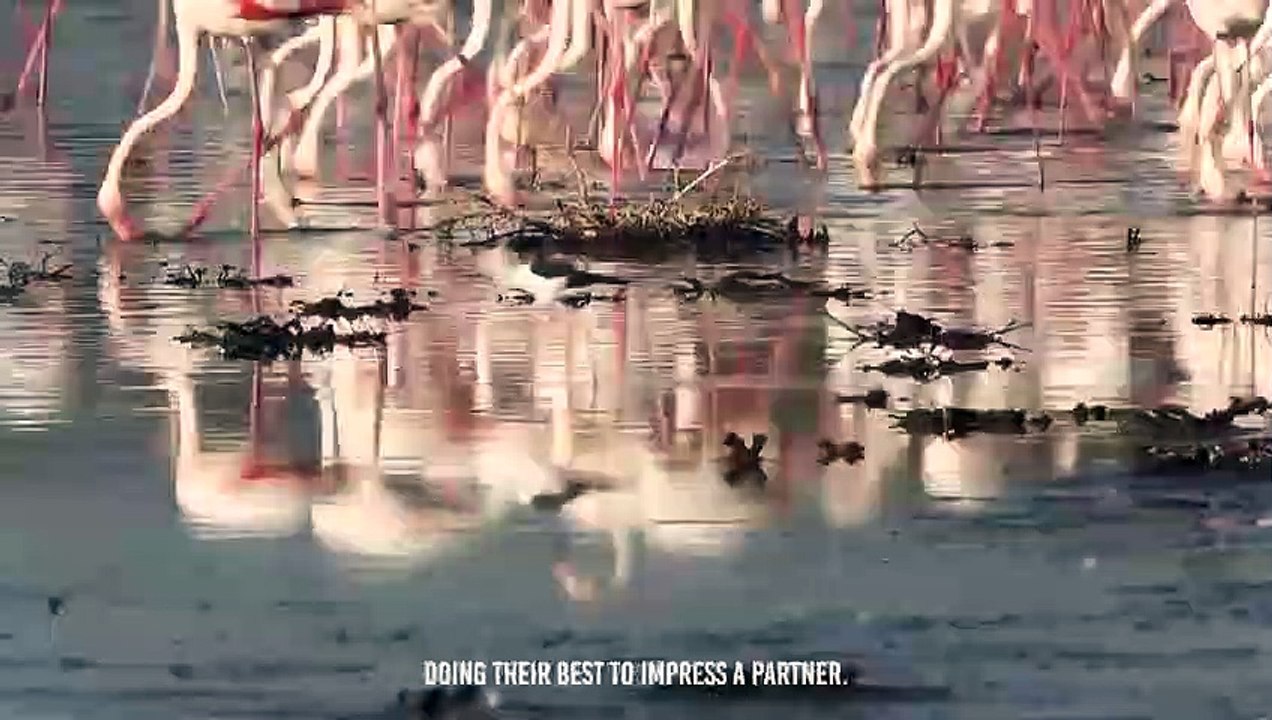 Hyena Snatches a Flamingo Out of Hundreds