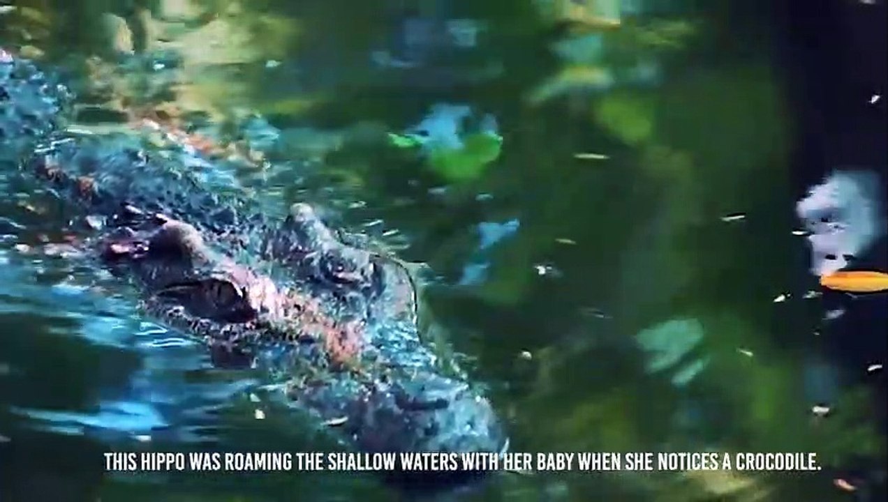 Jaguar Kills Crocodile's Cousin !