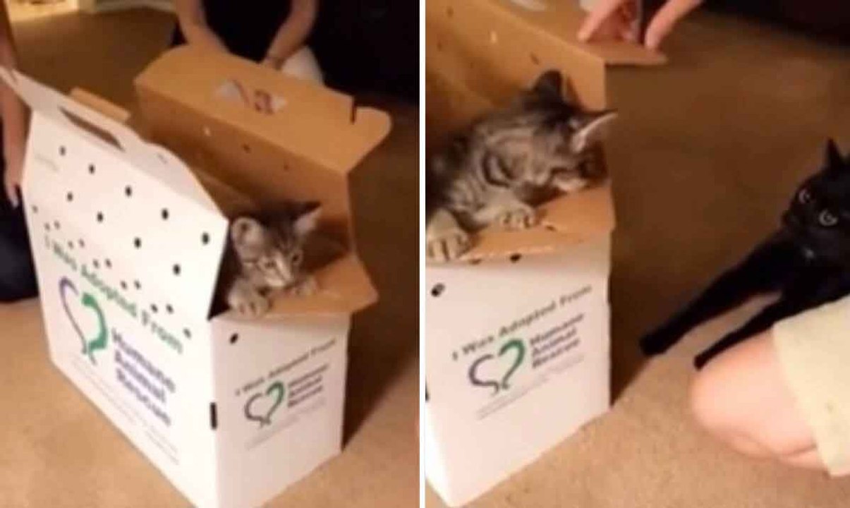 Vidéo hilarante : la famille adopte un second chaton, et le félin qui régnait seul n'a pas apprécié
