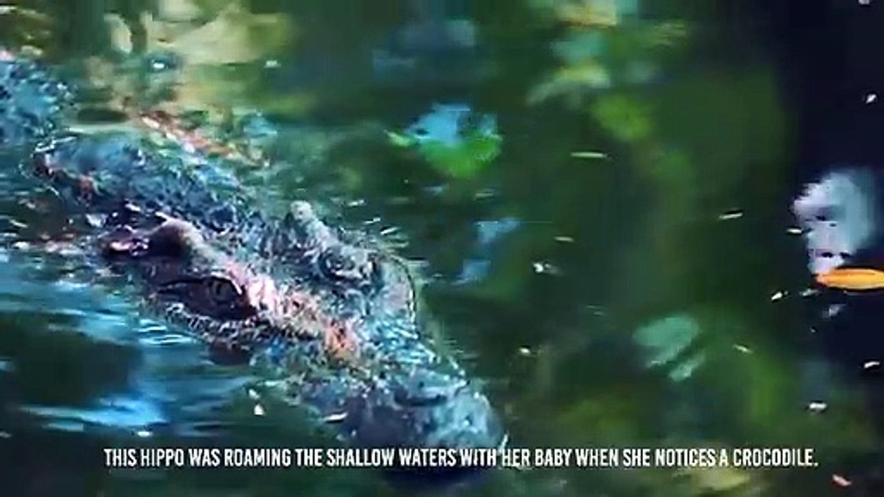 Jaguar Kills Crocodile's Cousin !