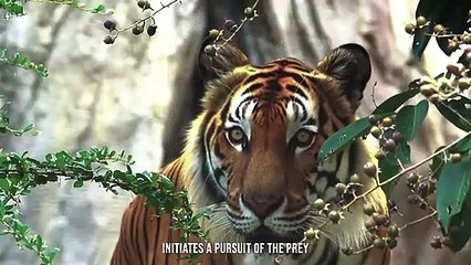 Sambar Deer Screams In Pain As a Result Of The Tiger's Attack