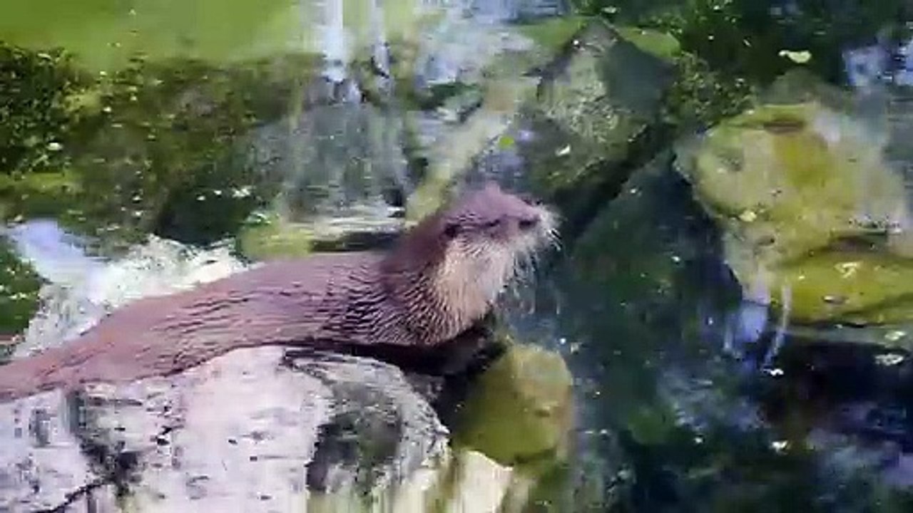 Otter's Family Vs Monkey , Battle To The Death