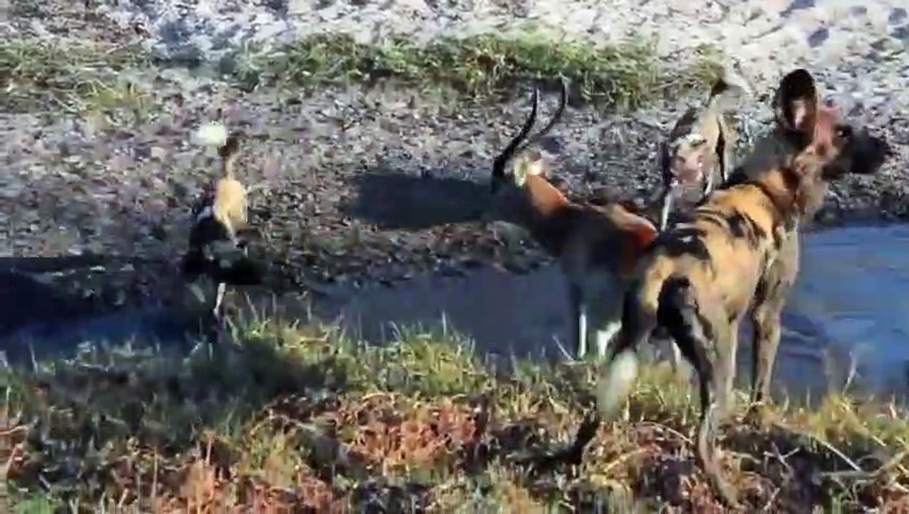 Hyenas Steal The Prey of Wild Dogs in an Incredible Fight