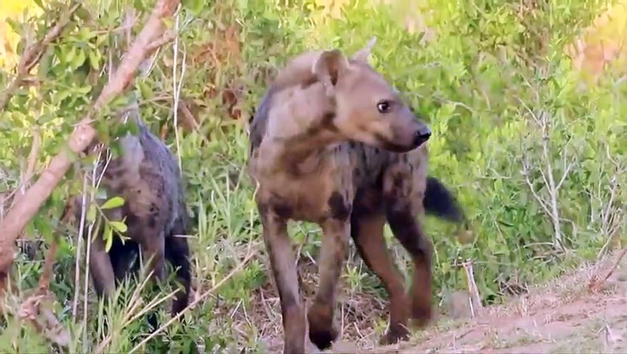 Giraffe Kicks Hyenas in The Face To Defend Her Young