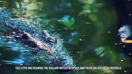 Jaguar Kills Crocodile's Cousin !