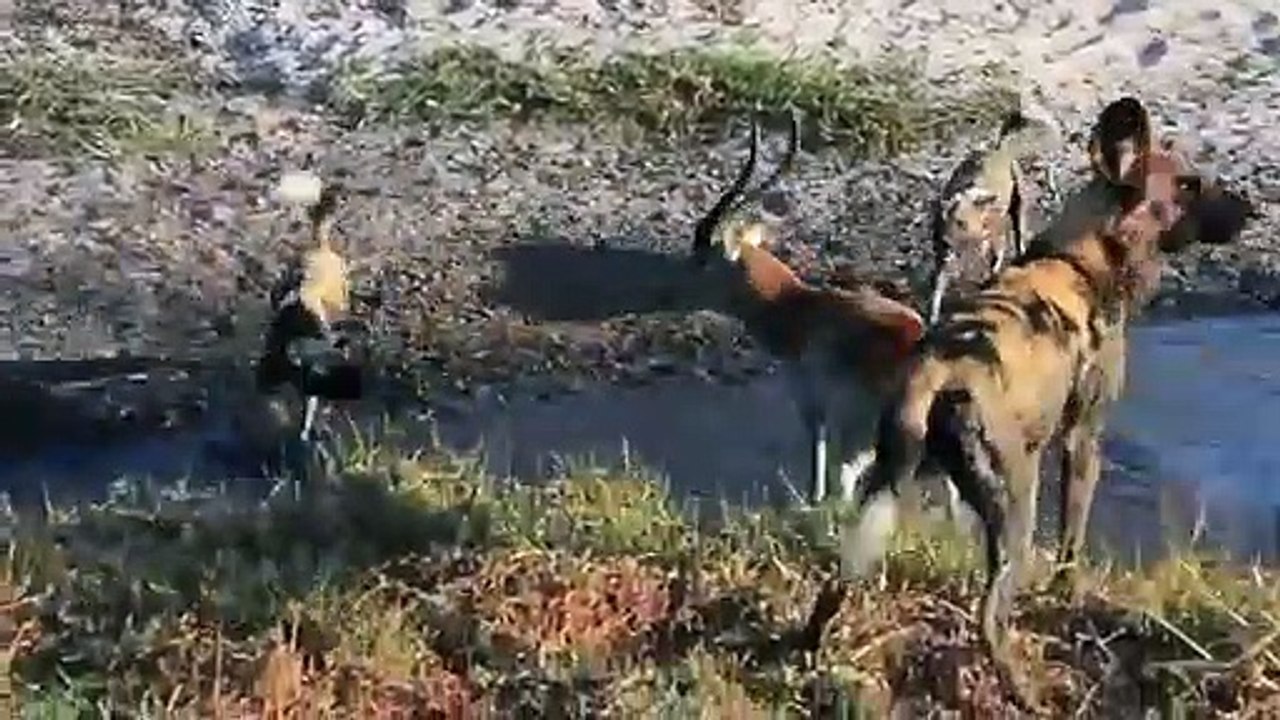 Hyenas Steal The Prey of Wild Dogs in an Incredible Fight